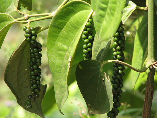 Spice plantation kerala