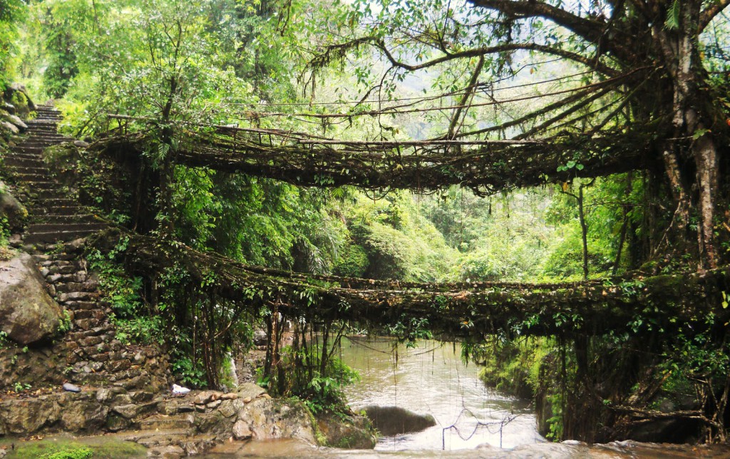 living root bridges