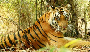Madhya Pradesh Tours, Wildlife tours in Madhya Pradesh