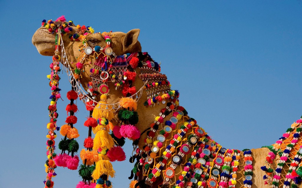Bikaner camel festival, Rajasthan Tour Package