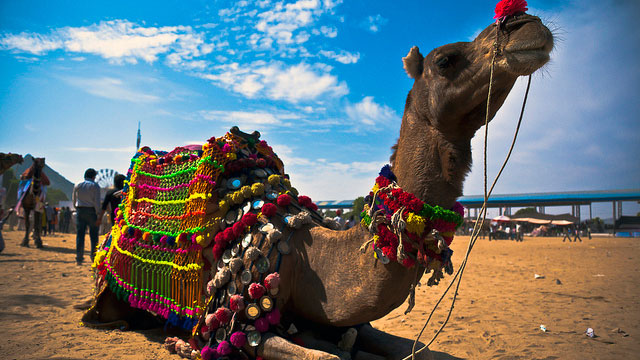 Bikaner camel festival Rajasthan, Rajasthan festivals, India