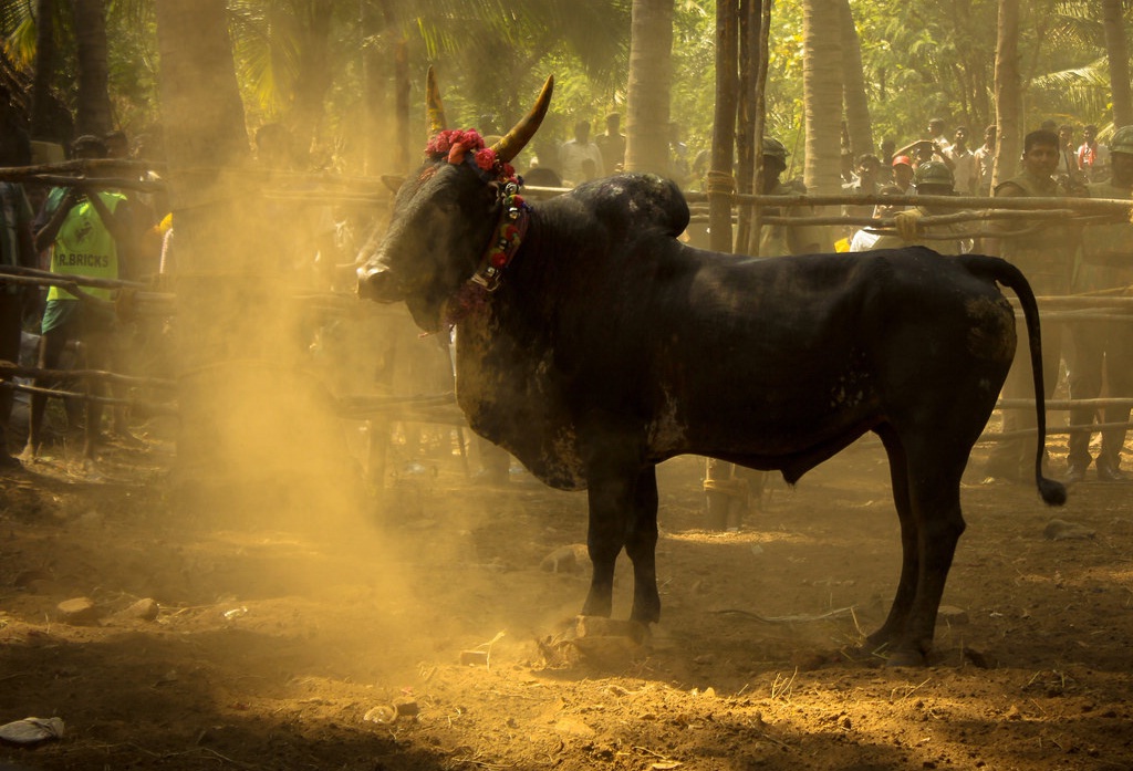 What's behind the Bull Story? - Jallikattu