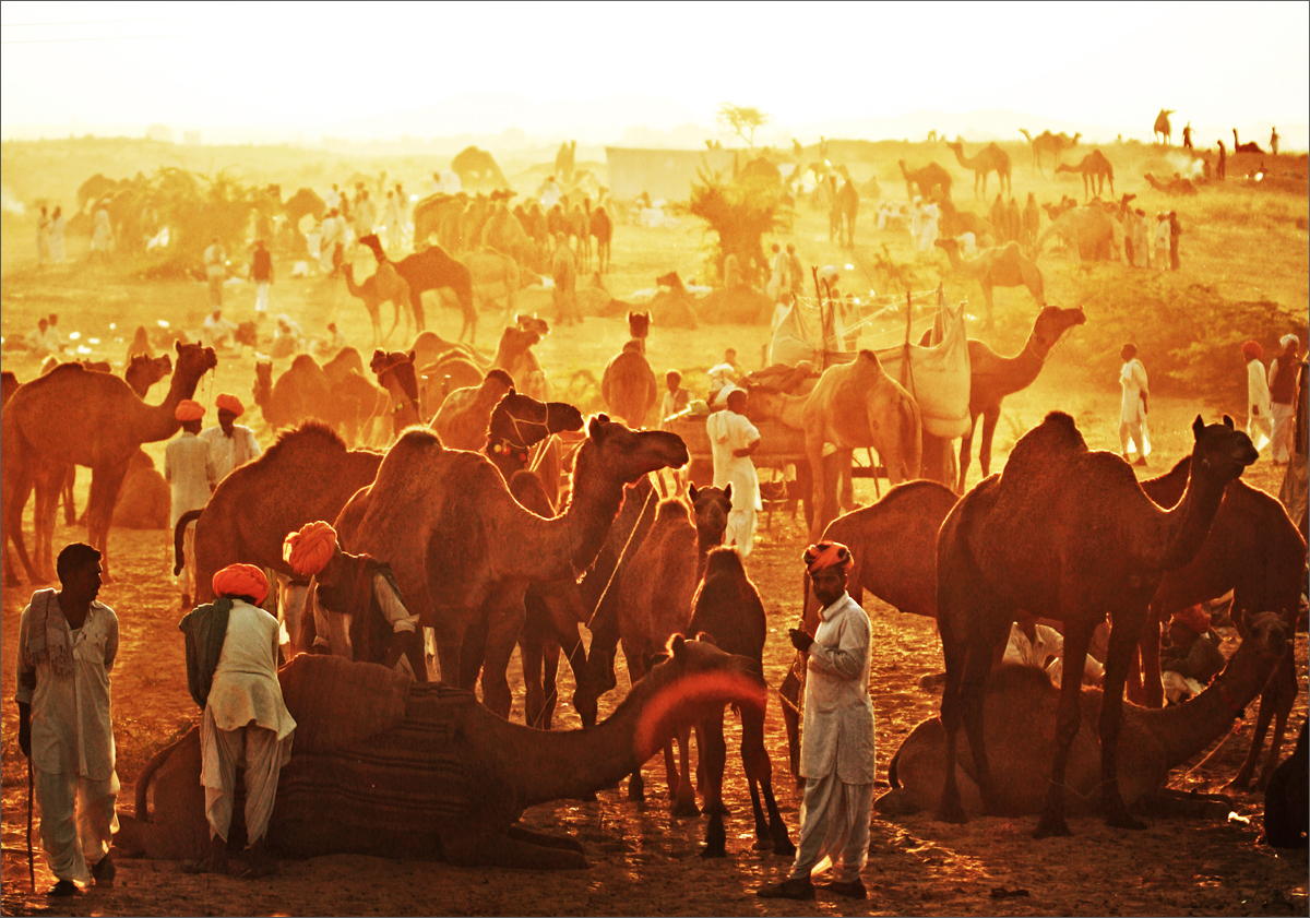 Must-try Activities At World’s Largest Camel Fair In Pushkar - Gets ...