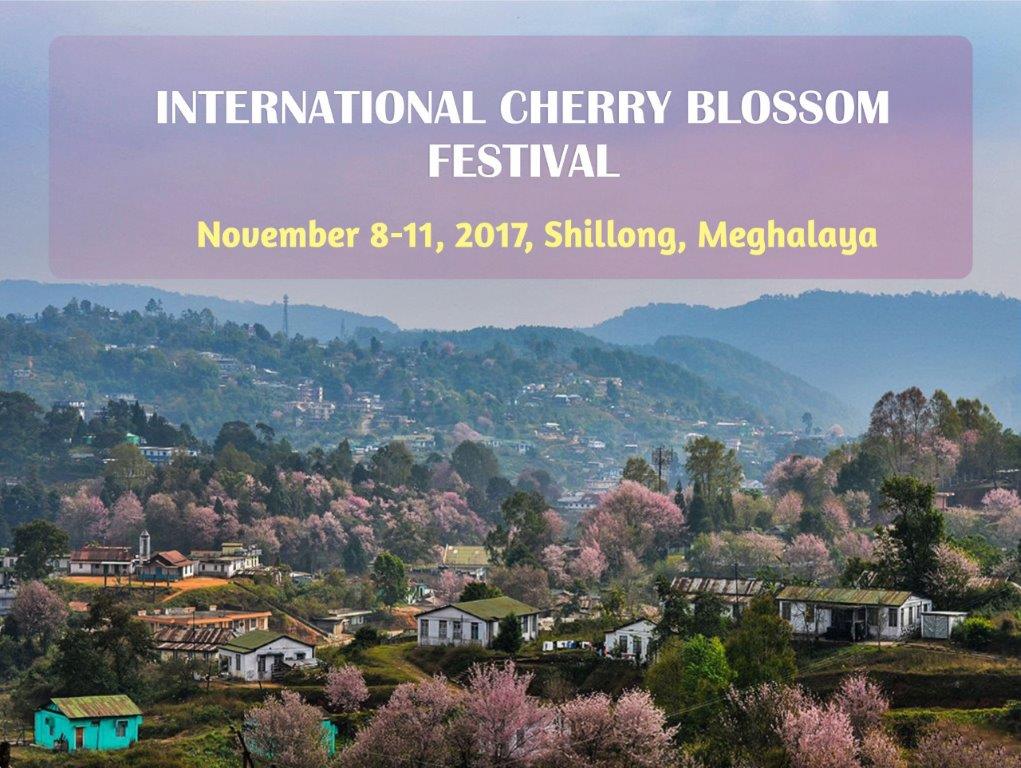 India’s 2nd Autumn Cherry Blossom Festival in Shillong Know It All