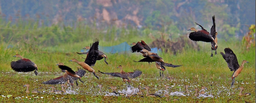 Migratory birds Source: Google Images