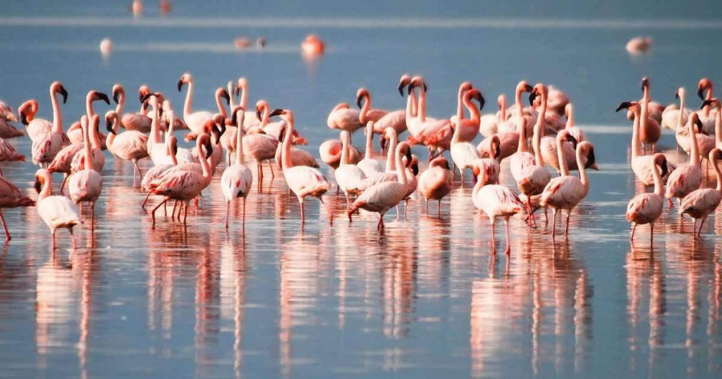 Migratory Birds at Chilika Lake; PC: Google Images