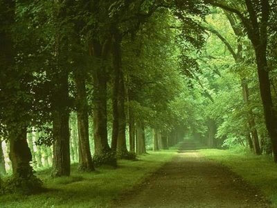 Prettiest roads of India