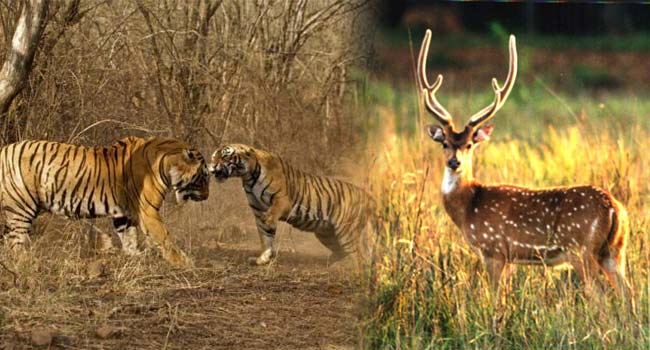 Wildlife in Sariska National