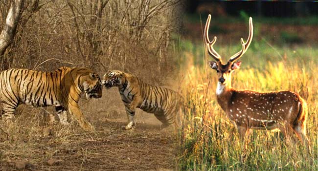 Indian Wildlife tour