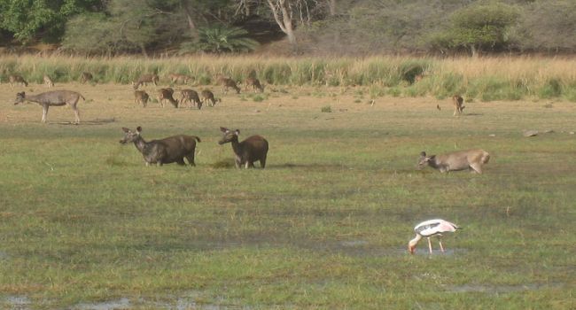 Kanha wildlife park