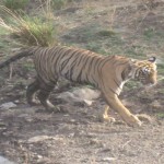 tiger of Kanha National Park