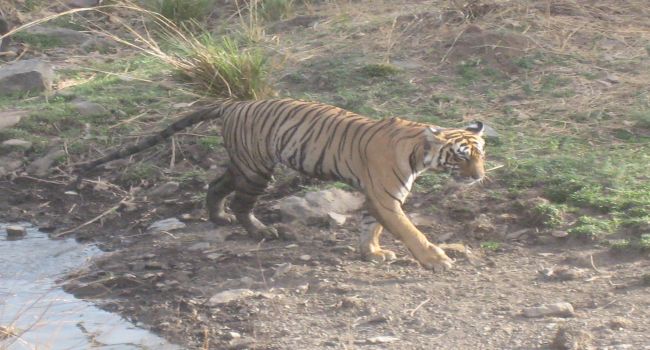 tiger of Kanha National Park