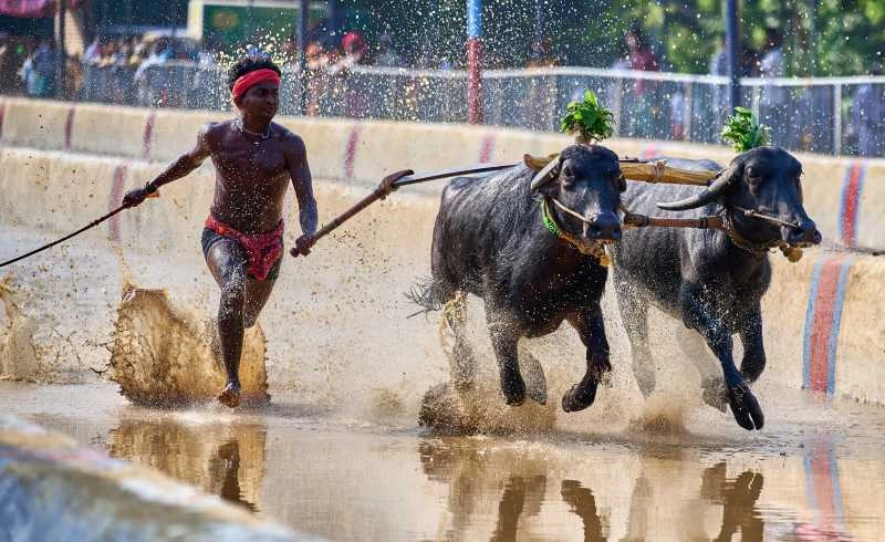 Kila Raipur Sports Festival A Gripping Show of Valor