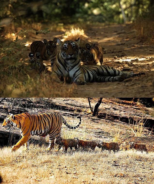 ranthambore national park newborn tiger