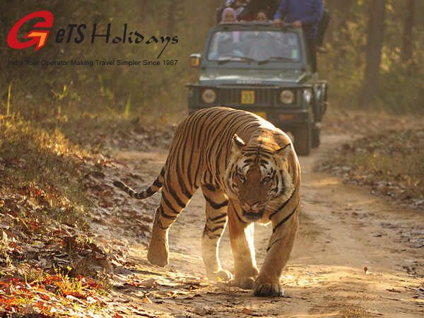 Jungle safari in Jim Corbett