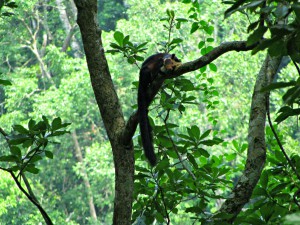 Vazhachal Forest