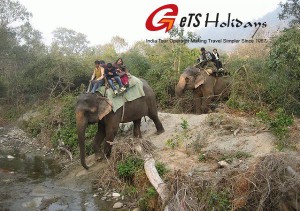 elephant-safari in jim corbett national park