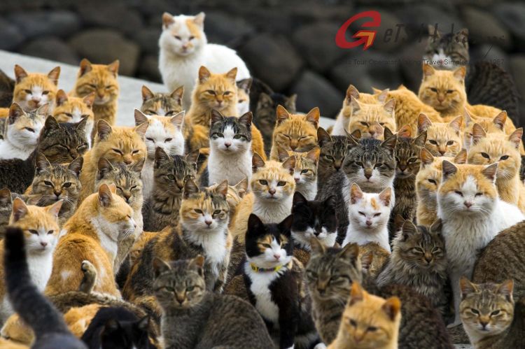 Cat Island, Tashirojima, Japan