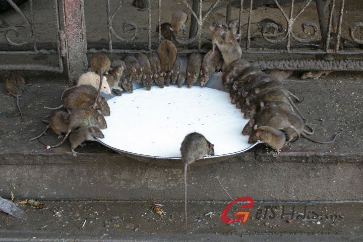 Karni Mata Temple, India