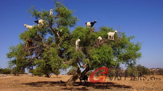 The tree goats, Morocco
