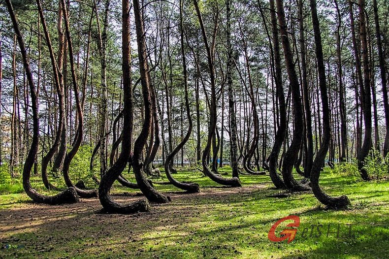 crooked-forest