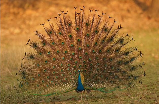 peacock-at-kanha