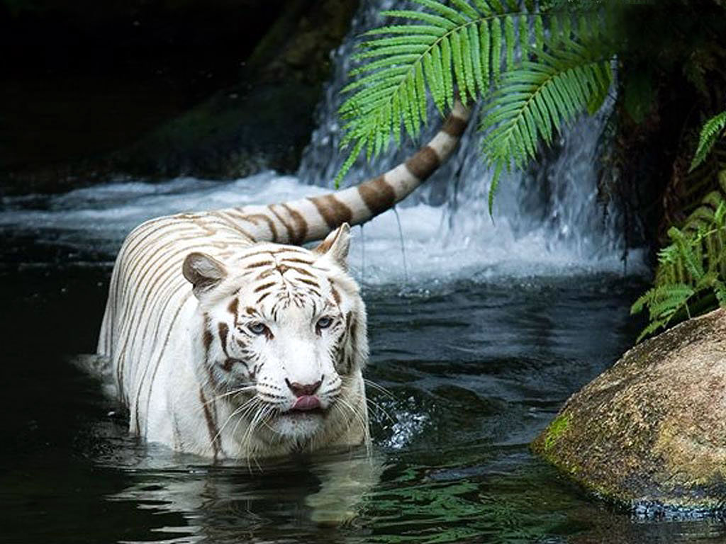 white-tiger-in-India