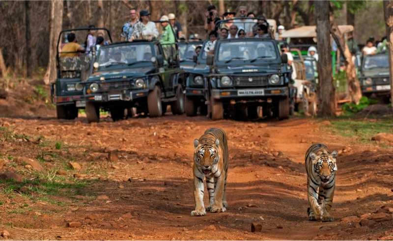 Top 10 Private Hunting Grounds Turned into a National Park in India