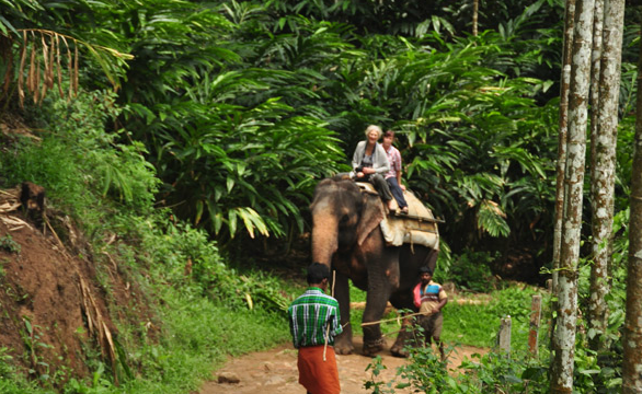 kerala tour packages, kerala travel, God's own country