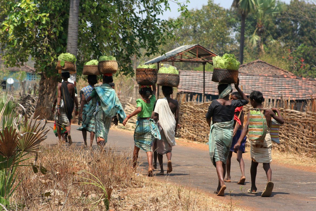 Tribal Area: The bidi making process starts with the tendu leaf (locally known as tendu patta or bidi patta in India) which is considered to be the most suitable wrapper.  The tribes of Bastar Chhattisgarh are unique in their lifestyles and have beautifully retained their own culture and traditions for centuries. Tribes at Dantevada district in Chhattisgarh. Photo by Shailendra Pandey/Tehelka