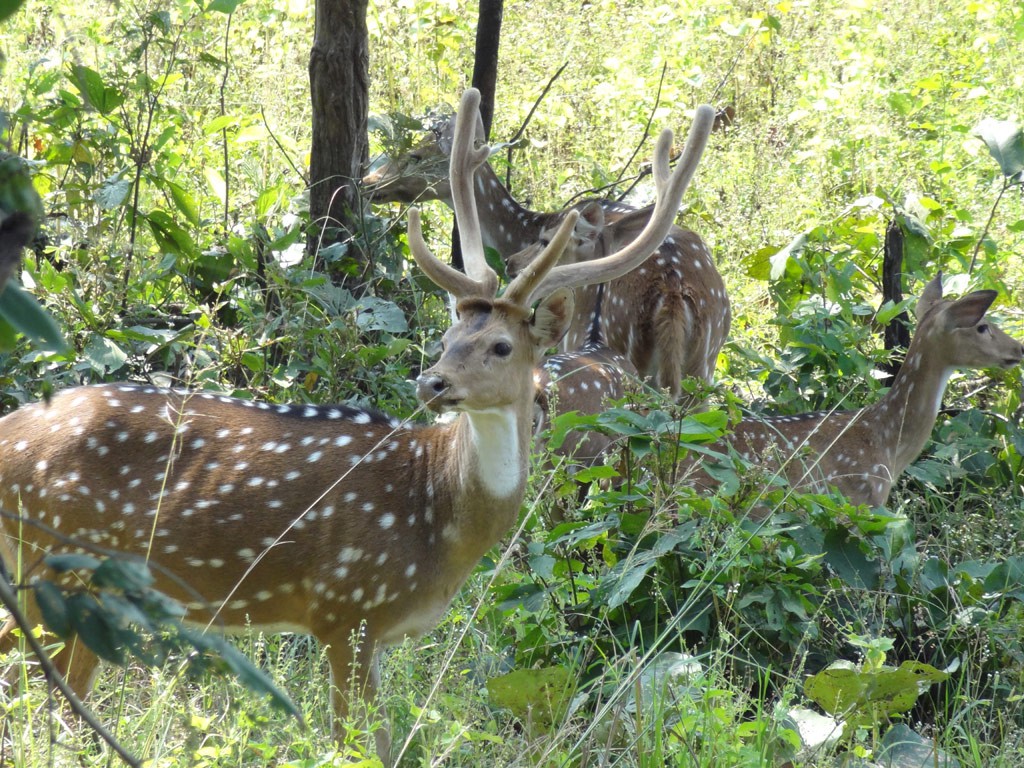 Bairamgarh WildLife Sanctuary