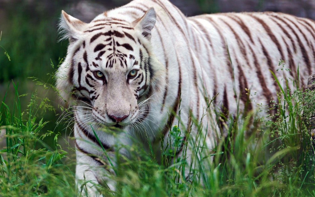 Bandhavgarh National Park