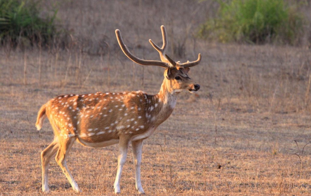 Kanha National Park