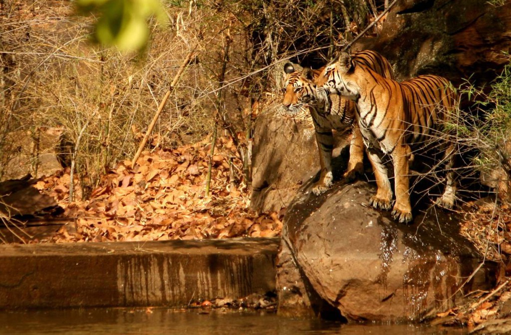 Pench National Park