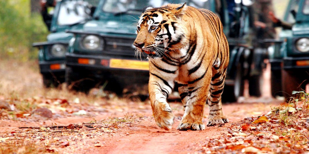 Ranthambore 1