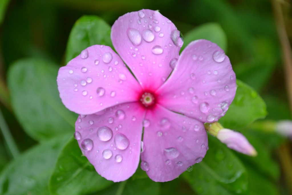 Valley of Flowers- Wonderful Paradisiacal Land