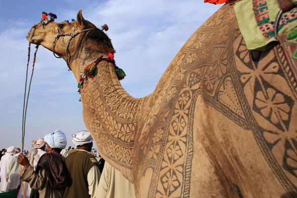 Bikaner Camel Festival