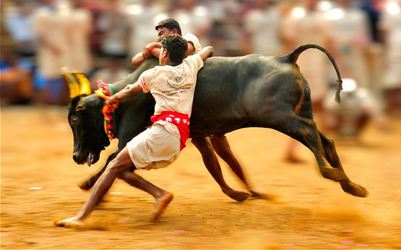 What’s behind the Bull Story? – Jallikattu