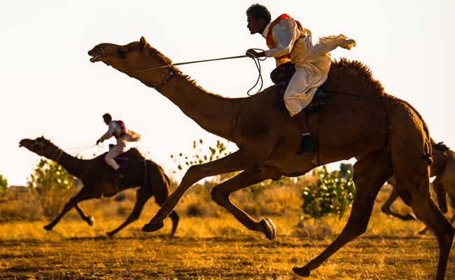 camel-festival-bikaner