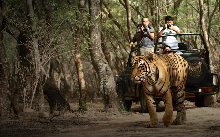 The Tiger’s paradise