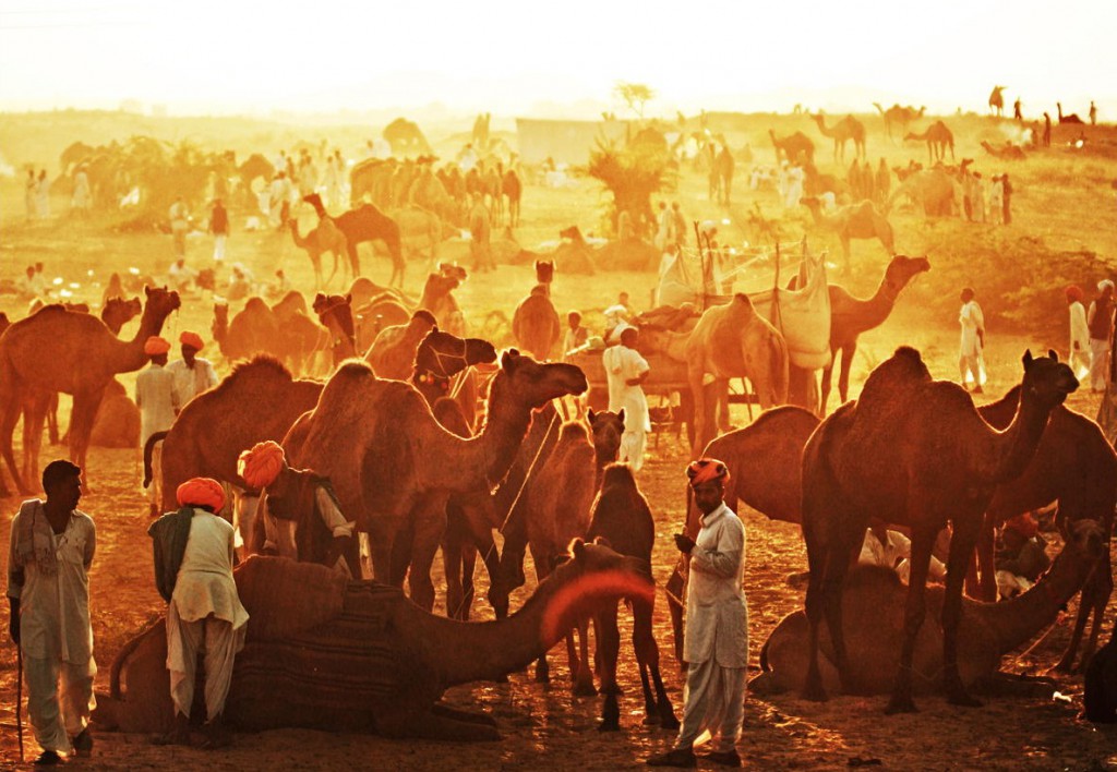 camel fair in Pushkar