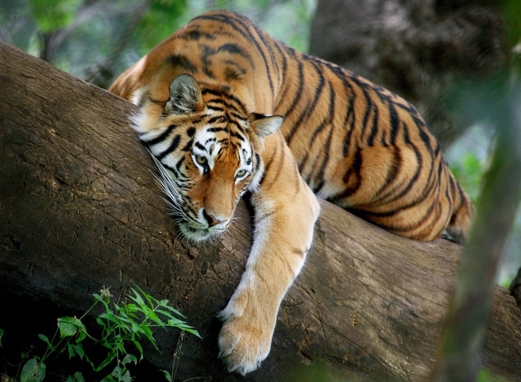 Explore Bandhavgarh