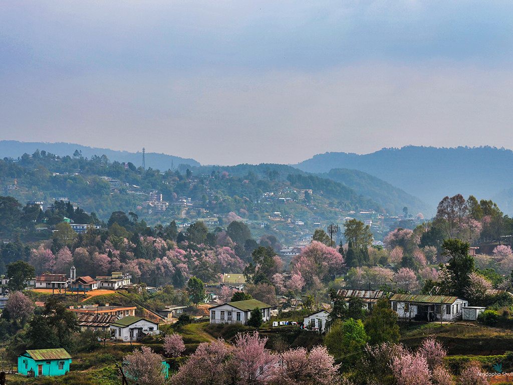 Cherry Blossom Shade around Shillong
