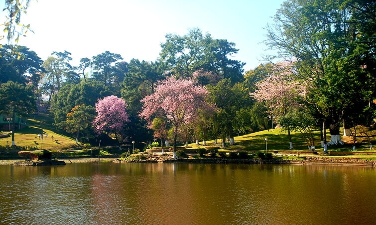 Cherry Blossom Festival in Shillong