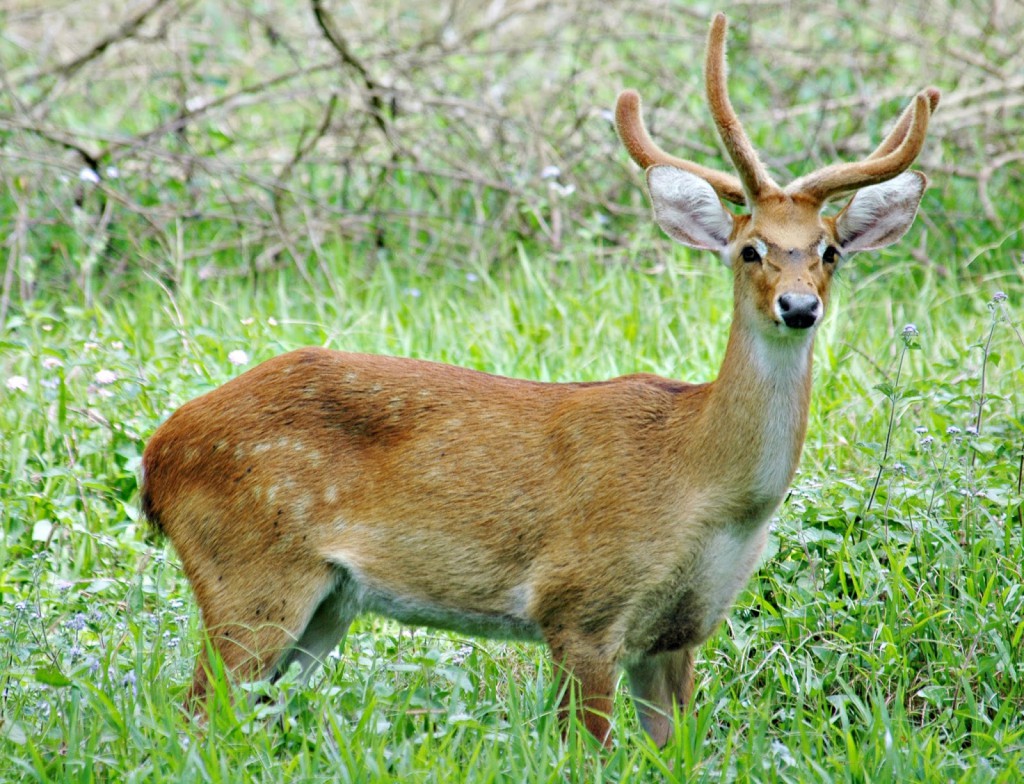 "Sangai" Deer Source: Google Images