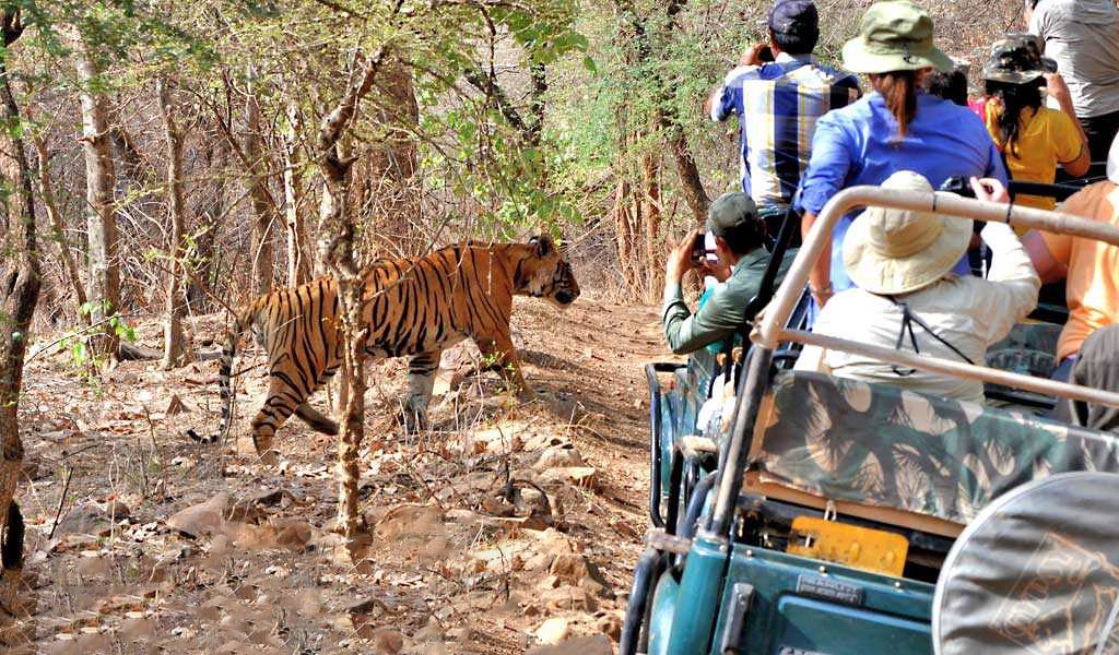 Kumbhalgarh Wildlife Jeep Safari