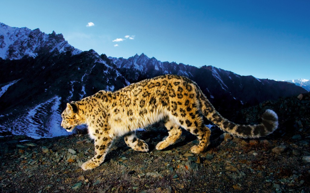 Snow Leopard Sighting at Hemis