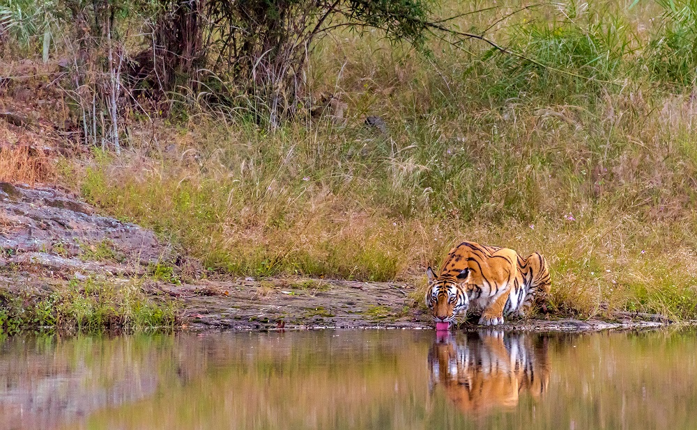 Female Tiger Rajbehra - Drinking water at Bandhavgarh