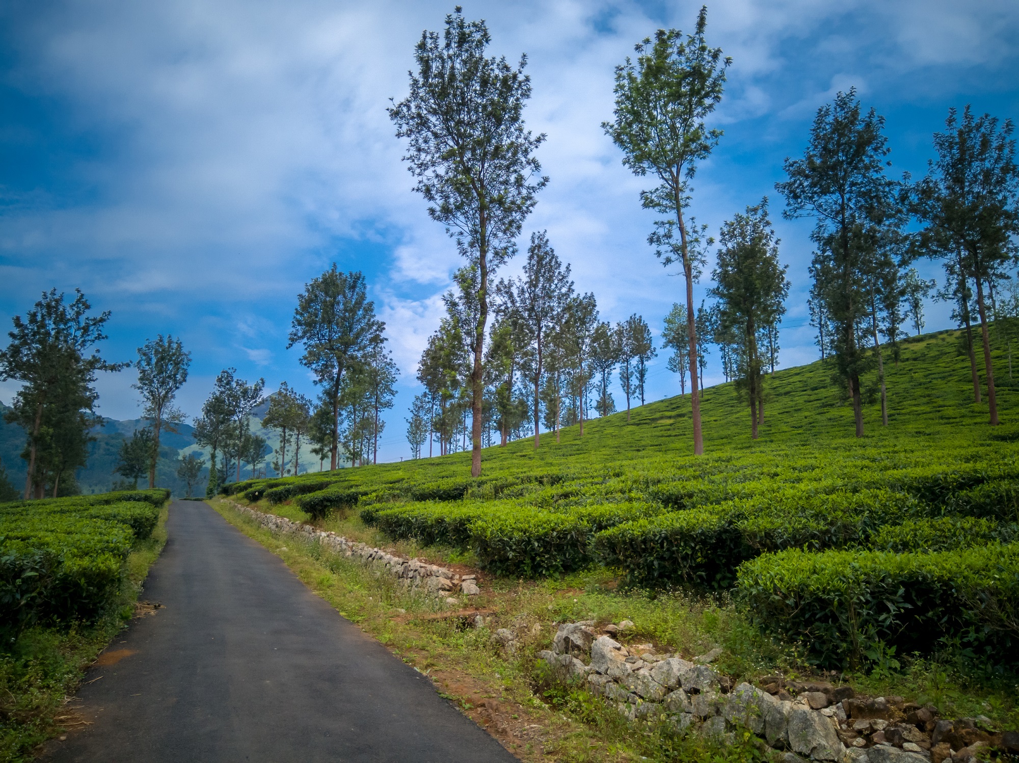 Road through Tea Plantations in Kerala, Wayanad