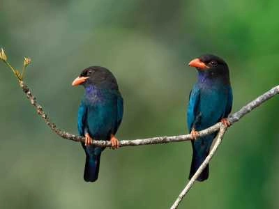 Enjoy Bird Watching at Thattekad Bird Sanctuary
